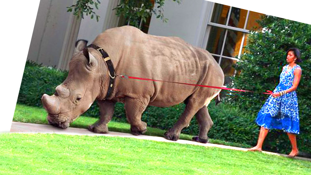 michele et le rhino